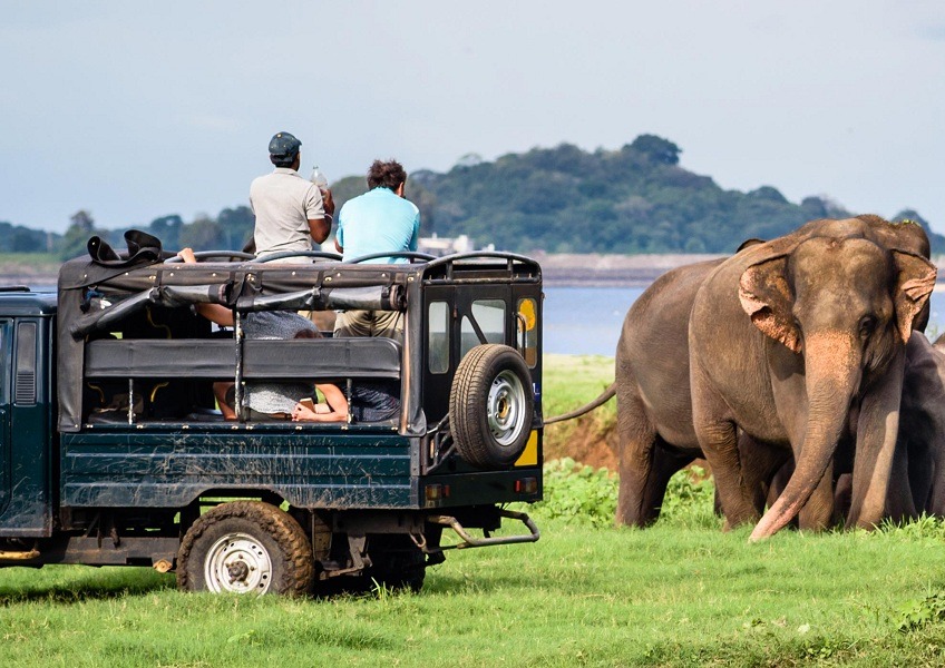 Yala National Park (Jeep Safari)