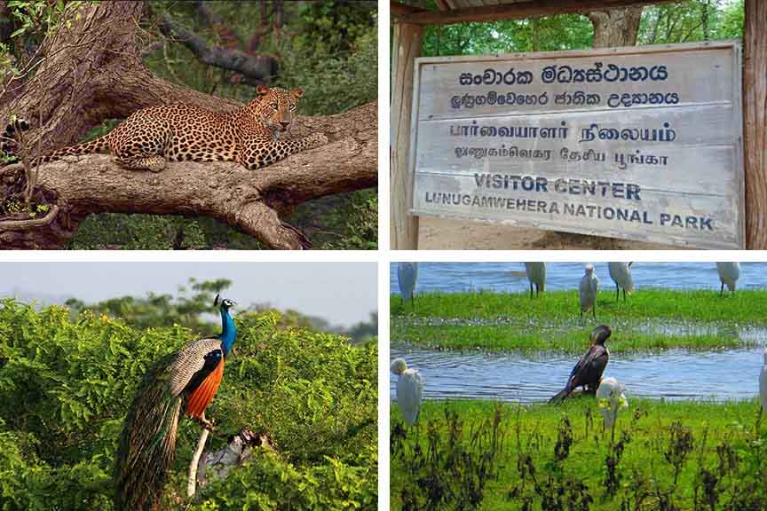 lunugamwehera National Park (Safari)